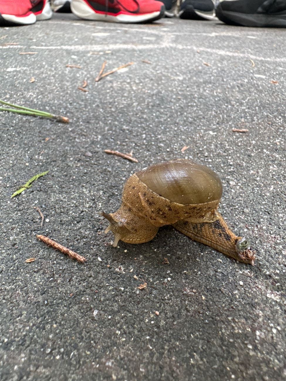 一張含有 無脊椎動物, 地面, 戶外, 腹足綱 的圖片AI 產生的內容可能不正確。